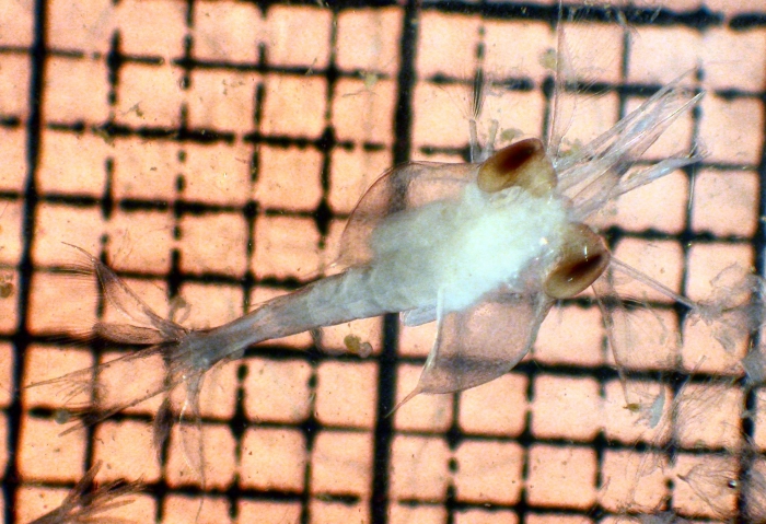 Galatheidae Galatheidae