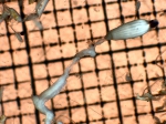 Cnidarians