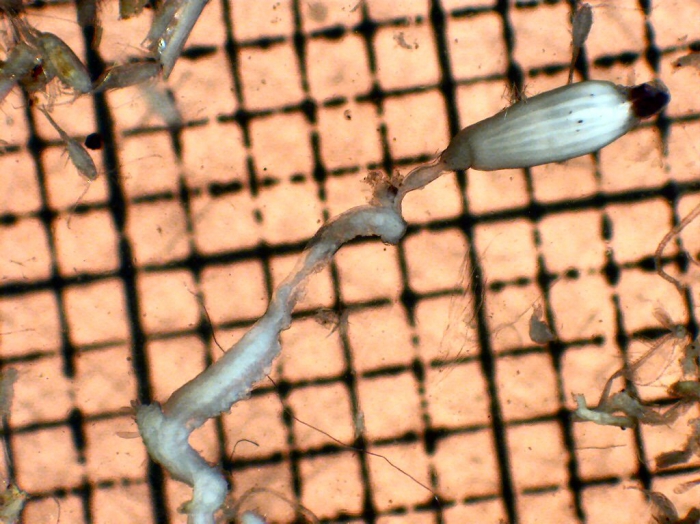 Siphonophorae Siphonophorae