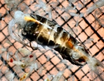 Copepoda