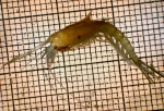 Lophogastrida