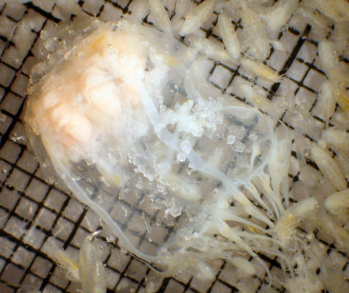 Halitholus Halitholus