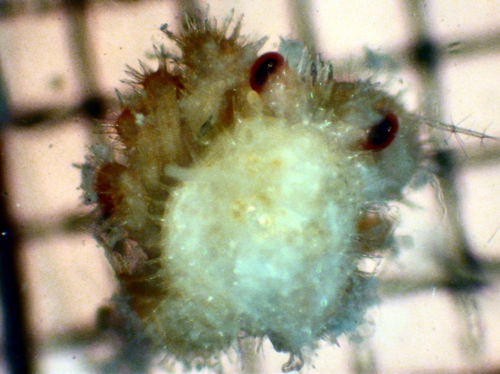 Hapalogaster Hapalogaster