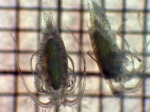 Crustaceans