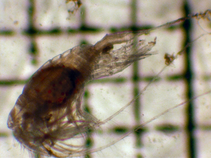Heterostylites longicornis Heterostylites longicornis