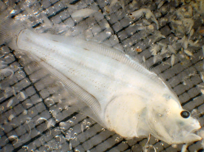 Hippoglossoides Hippoglossoides