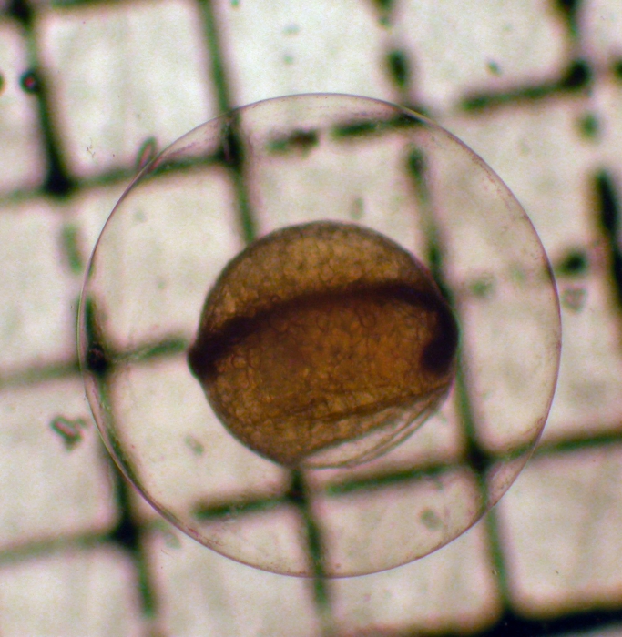Hippoglossoides Hippoglossoides