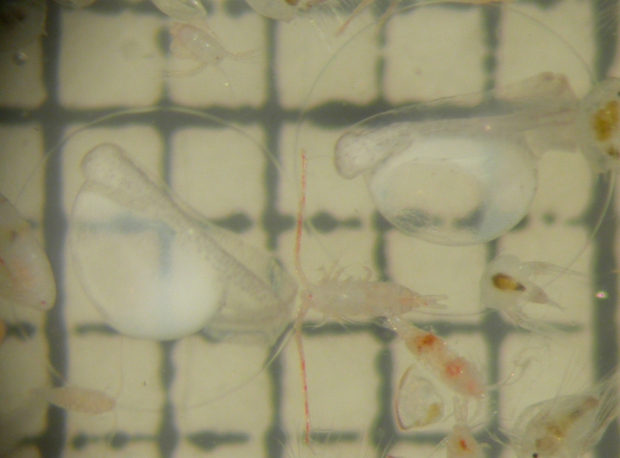 Hippoglossoides Hippoglossoides
