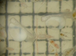 Pleuronectiformes