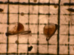 Hippoglossoides elassodon