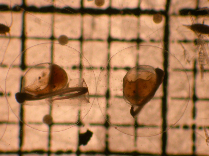 Hippoglossoides elassodon Hippoglossoides elassodon