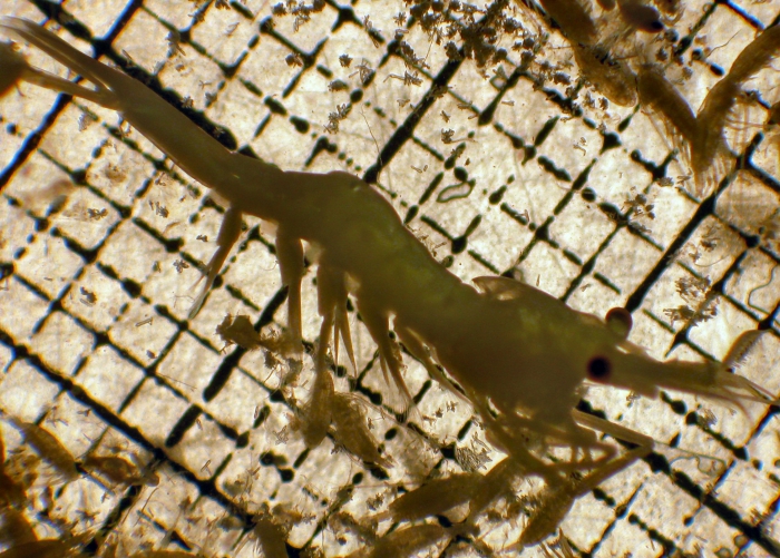 Hippolytidae Hippolytidae