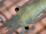 Crustaceans