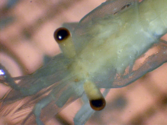 Hippolytidae Hippolytidae