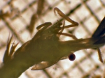 Decapoda