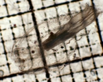 Ctenophores
