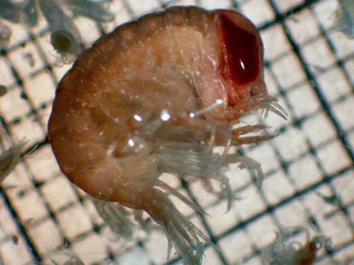 Hyperia medusarum Hyperia medusarum