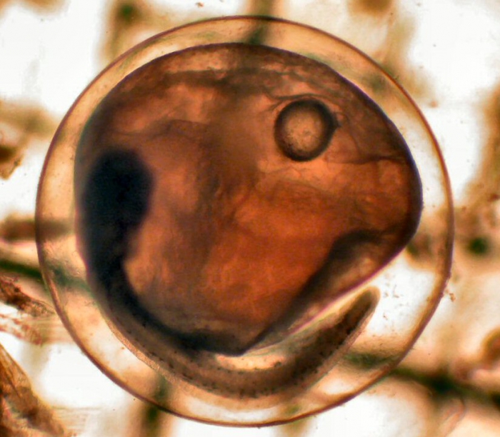 Icosteus aenigmaticus Icosteus aenigmaticus