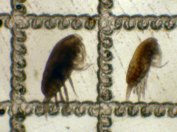 Paracalanus parvus and P. indicus Paracalanus parvus and P. indicus