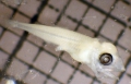 Myctophiformes