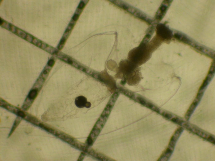 Lensia subtiloides Lensia subtiloides