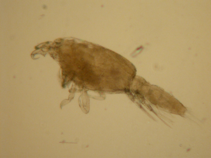 Lepeophtheirus salmonis Lepeophtheirus salmonis