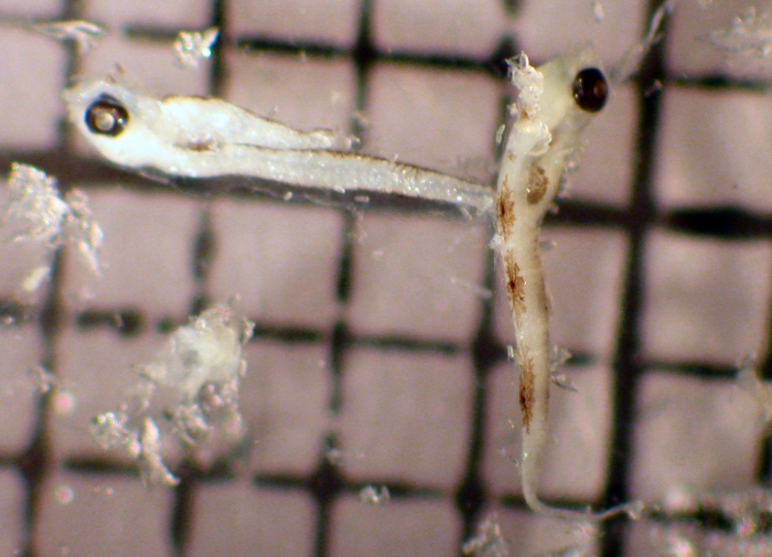 Lepidogobius Lepidogobius