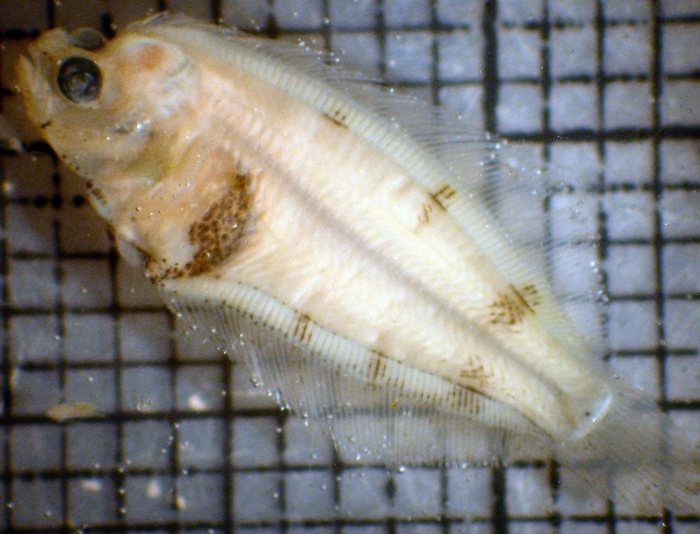 Lepidopsetta bilineata Lepidopsetta bilineata