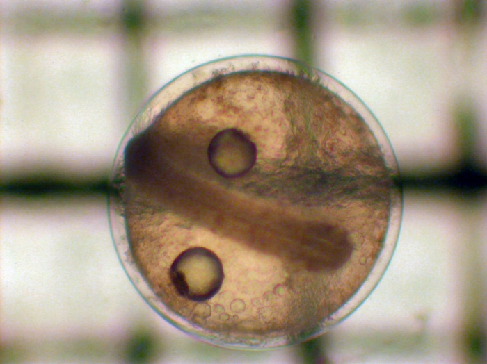Leuroglossus schmidti Leuroglossus schmidti