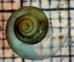 Gastropoda