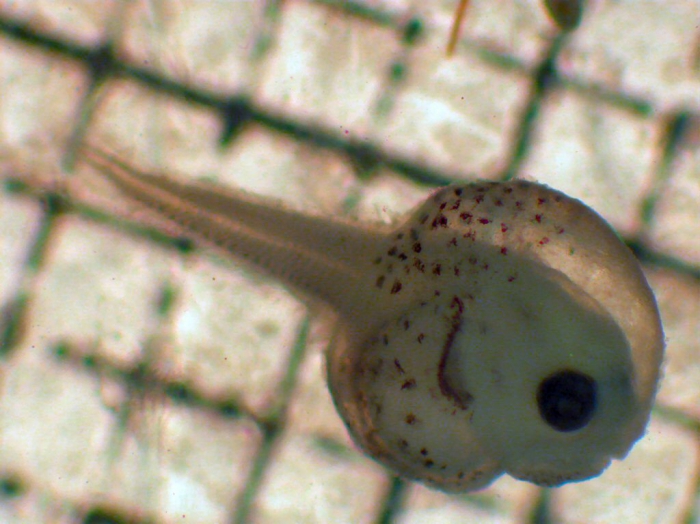 Liparis fucensis Liparis fucensis