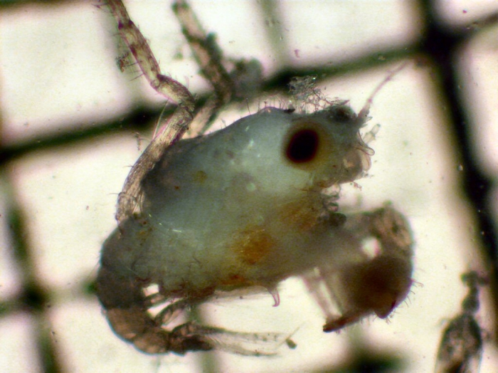 Lophopanopeus Lophopanopeus