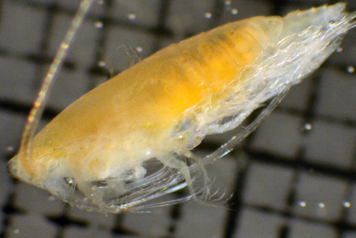 Lophothrix frontalis Lophothrix frontalis