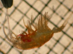 Crustaceans