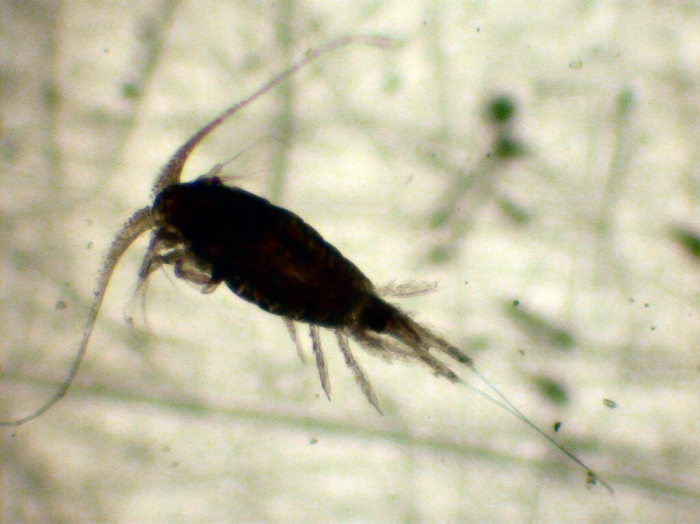 Lucicutia flavicornis Lucicutia flavicornis