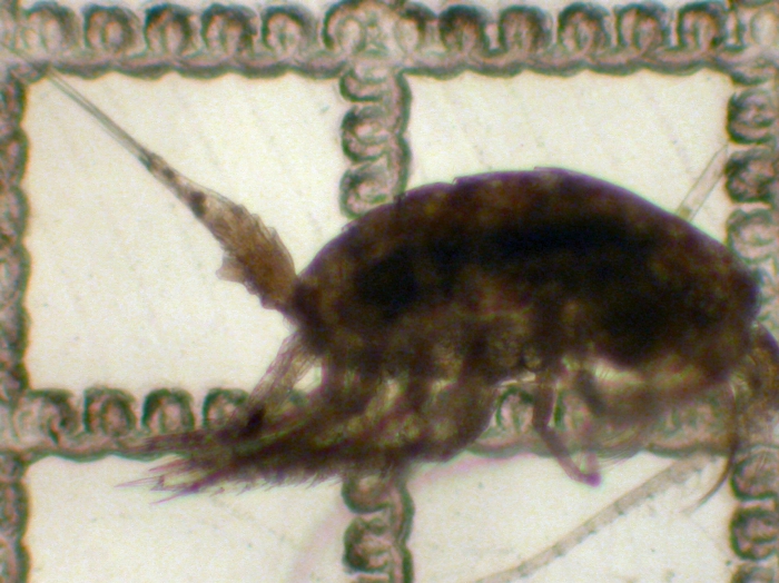 Lucicutia Lucicutia