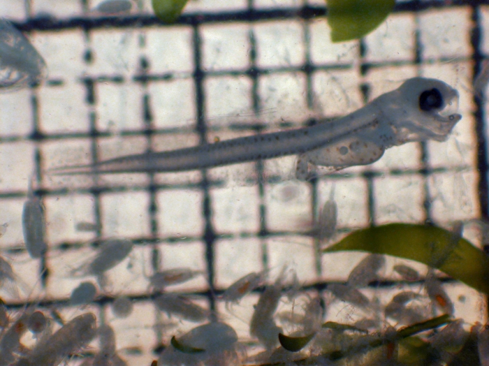 Lyopsetta exilis Lyopsetta exilis