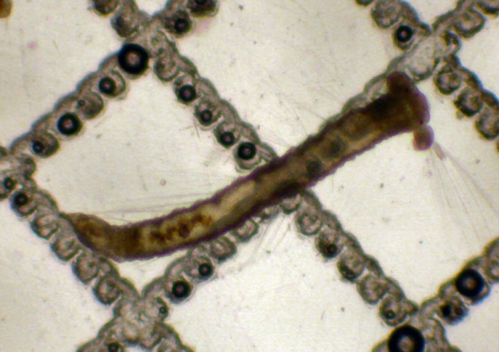 Magelonidae Magelonidae
