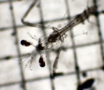 Stomatopoda, author: Fisheries and Oceans Canada, Moira Galbraith