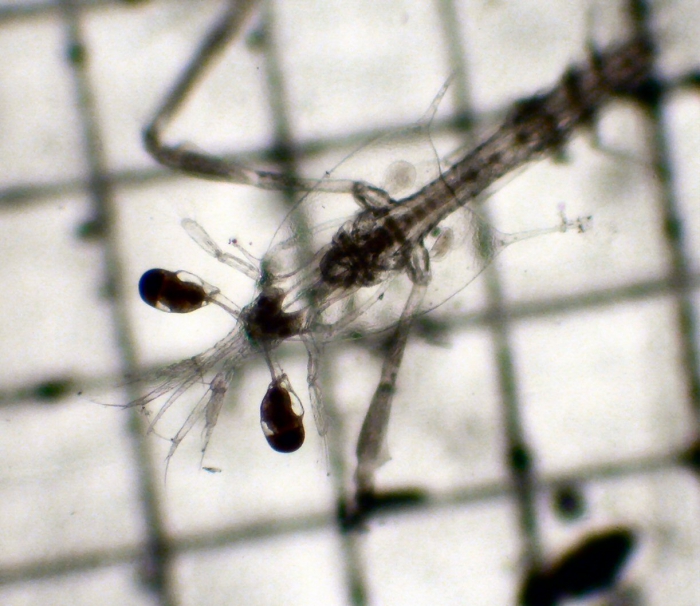 Stomatopoda Stomatopoda
