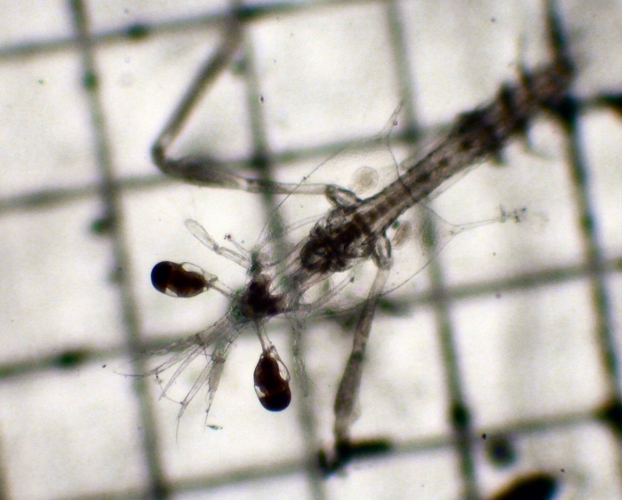 Stomatopoda Stomatopoda