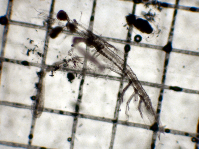 Stomatopoda Stomatopoda