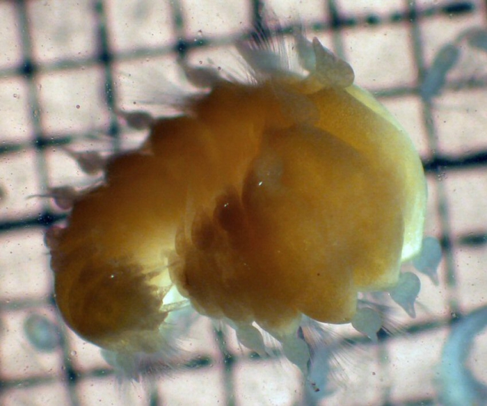 Maupasia caeca Maupasia caeca