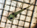 Merluccius productus