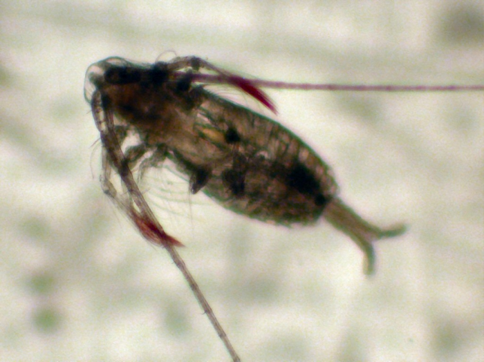 Mesocalanus tenuicornis Mesocalanus tenuicornis