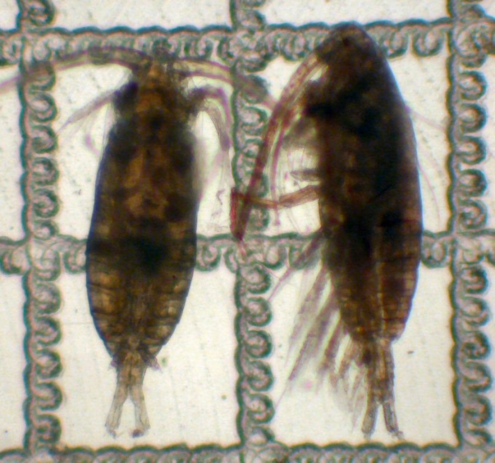 Mesocalanus tenuicornis Mesocalanus tenuicornis