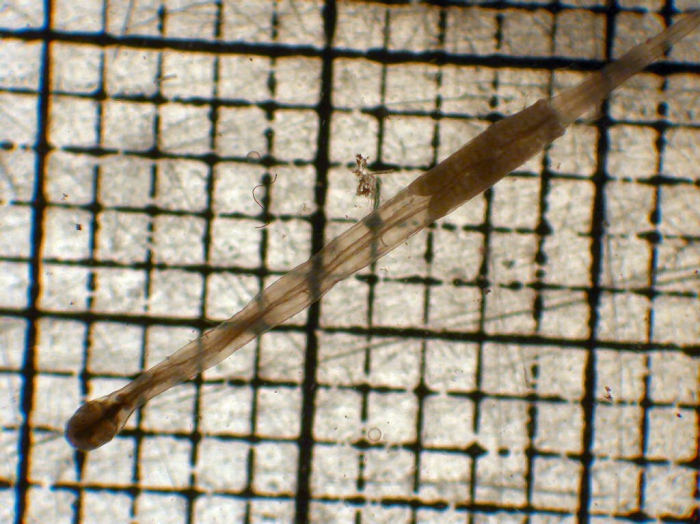 Mesosagitta decipiens Mesosagitta decipiens