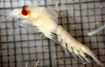 Crustaceans
