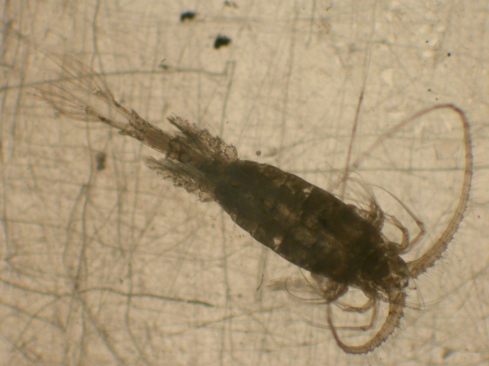 Metridia princeps Metridia princeps