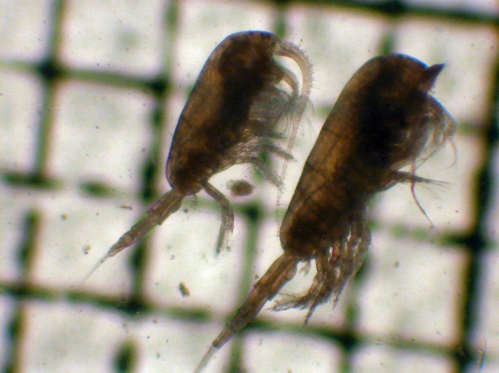 Metridia pseudopacifica and M. pacifica Metridia pseudopacifica and M. pacifica